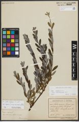 Foto von Salix repens subsp. incubacea (L.) A. Neumann